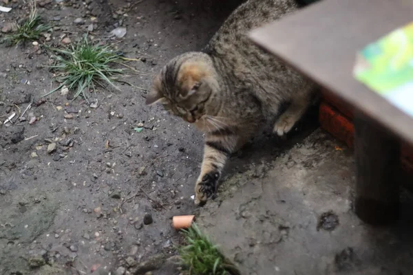 Кіт Сидить Саду — стокове фото