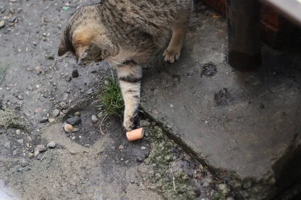 Кіт Сидить Саду — стокове фото