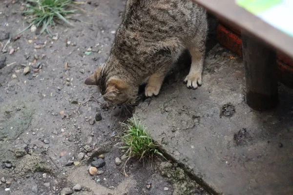 Gato Está Sentado Jardín —  Fotos de Stock