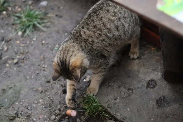 Kedi Bahçede Oturuyor — Stok fotoğraf