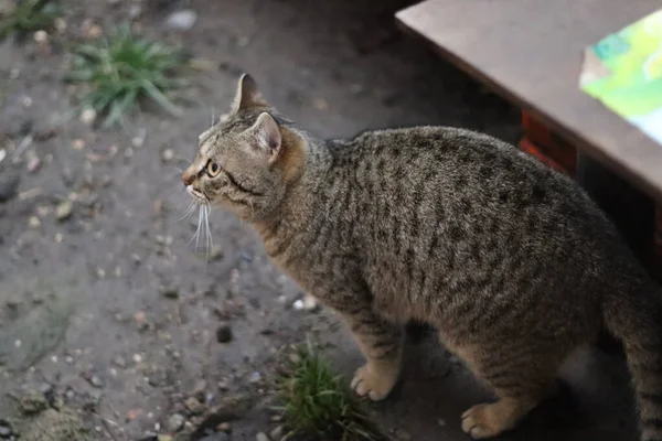 那只猫正坐在花园里 — 图库照片