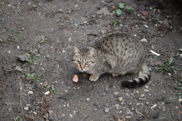 Кошка Сидит Саду — стоковое фото
