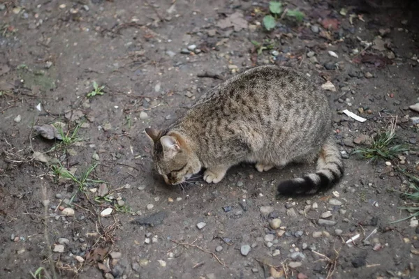 Katten Sitter Trädgården — Stockfoto