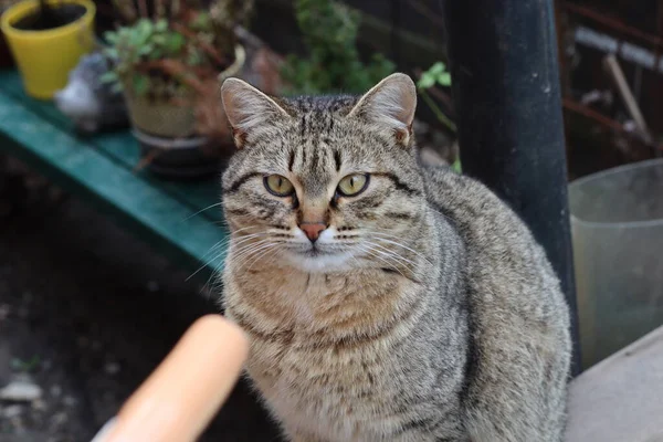 Die Katze Sitzt Garten — Stockfoto