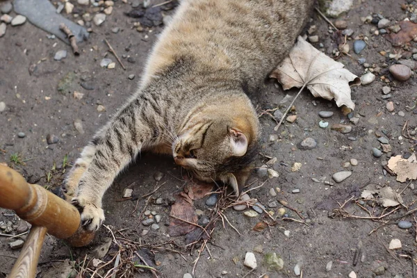 Die Katze Sitzt Garten — Stockfoto