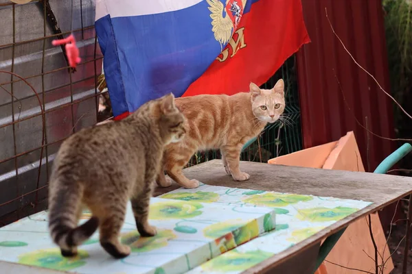 Gato Está Sentado Jardín —  Fotos de Stock