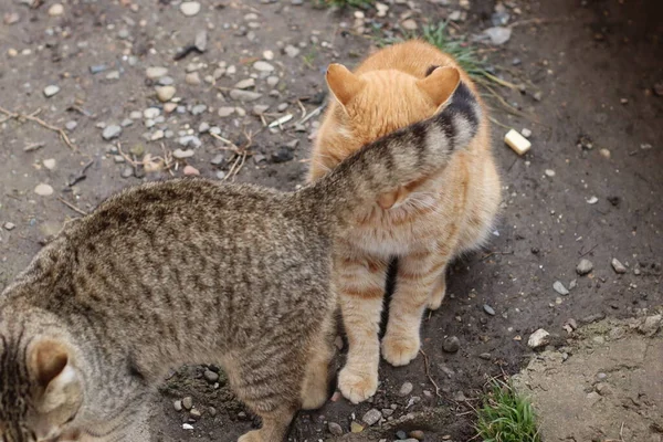 那只猫正坐在花园里 — 图库照片