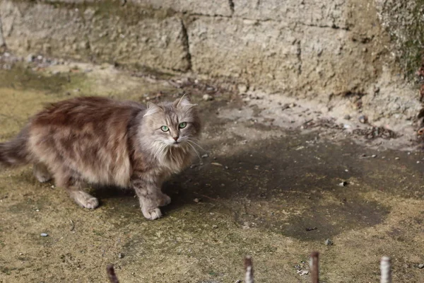 Gato Está Sentado Jardín —  Fotos de Stock