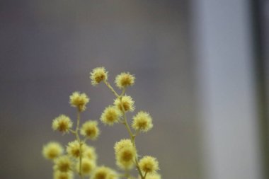 Sarı çiçeğe yaklaş.