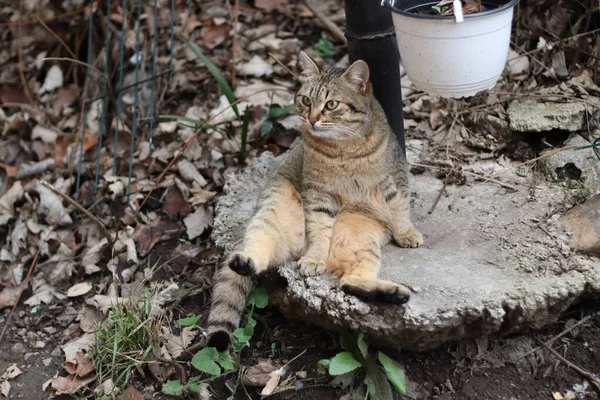 Gato Jugando Jardín — Foto de Stock