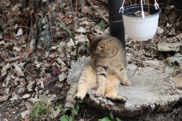 Kedi Bahçede Oynuyor — Stok fotoğraf