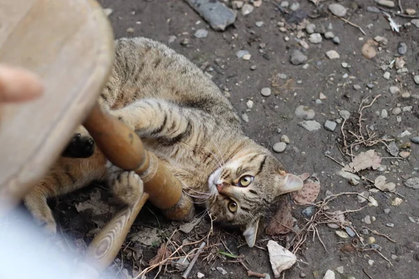 แมวเล นในสวน — ภาพถ่ายสต็อก