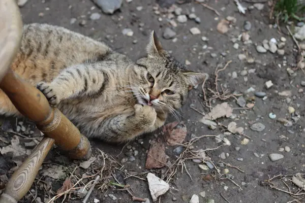 Kedi Bahçede Oynuyor — Stok fotoğraf