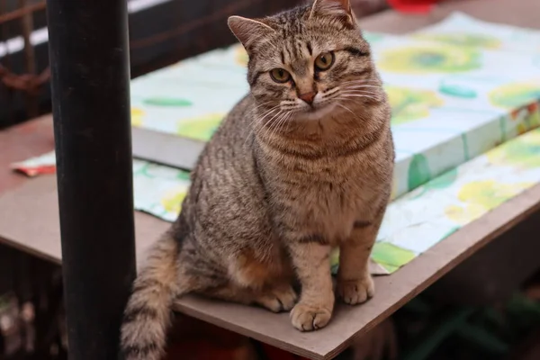 Cat Bermain Taman — Stok Foto