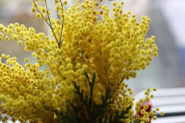 Sarı Çiçeğe Yaklaş — Stok fotoğraf