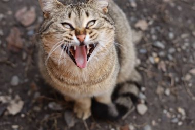 Bir kedinin portresi