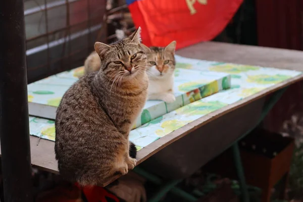 Potret Seekor Kucing — Stok Foto