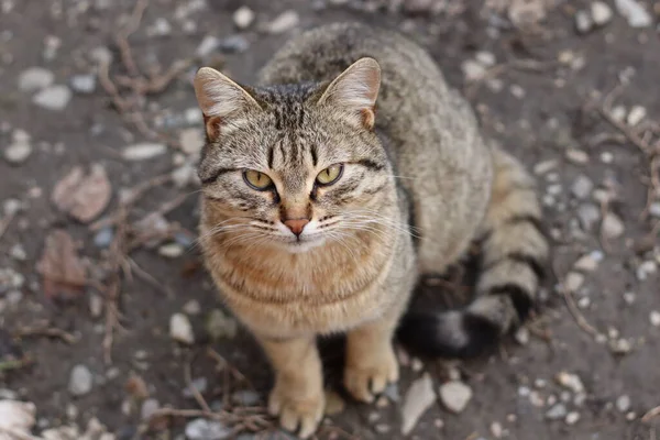 Portrait Cat — Stock Photo, Image