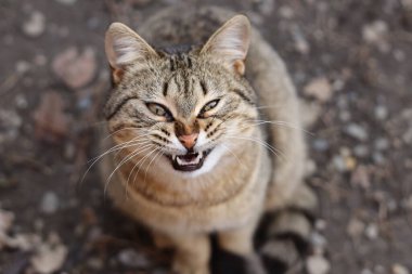 Bir kedinin portresi