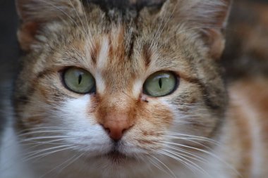 Bir kedinin portresi