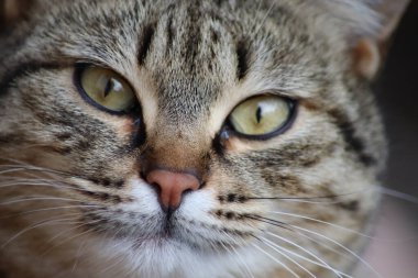 Bir kedinin portresi