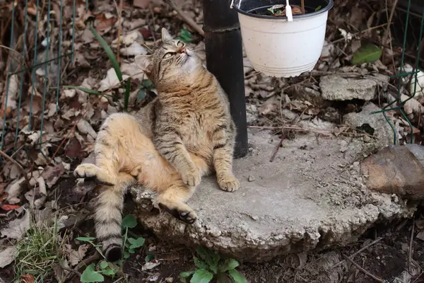 Retrato Gato — Foto de Stock