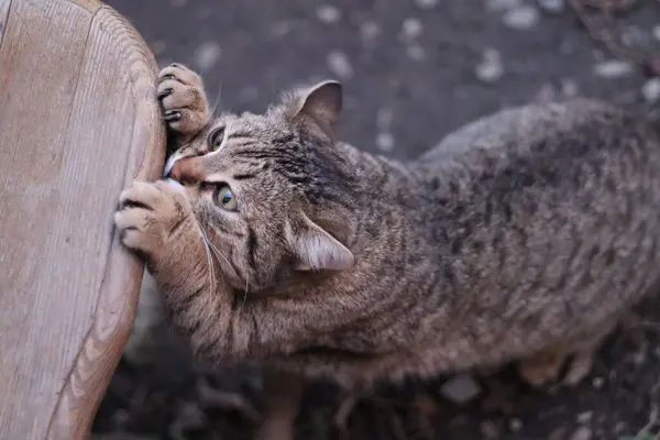 猫の肖像画 — ストック写真