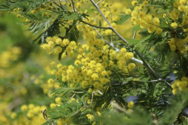 Sarı çiçeğe yaklaş.