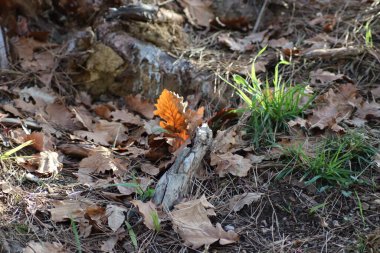 Yerde kuru meşe yaprağı var.