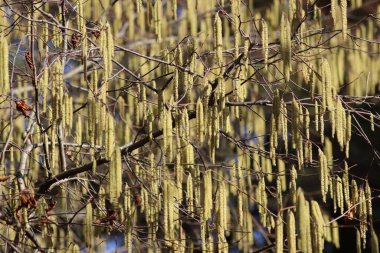 Parktaki ağaçkakanlar