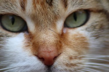 Bir kedinin güzel yüzü