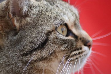 Bir kedinin güzel yüzü