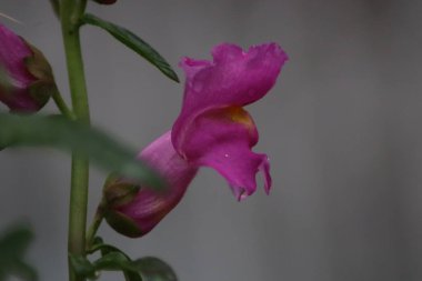 Bahçedeki leylak çiçeği