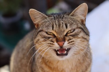 Bir kedinin portresi