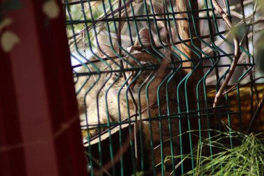 Bir kedinin portresi