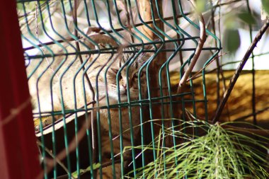 Bir kedinin portresi