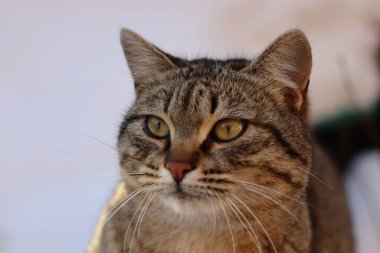 Bir kedinin portresi