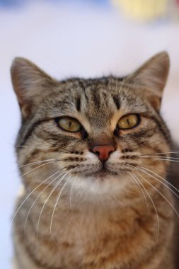 Bir kedinin portresi