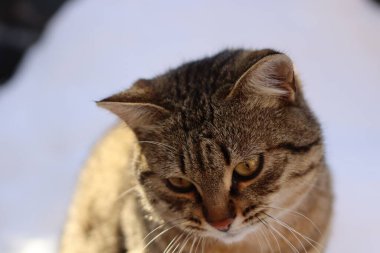 Bir kedinin portresi