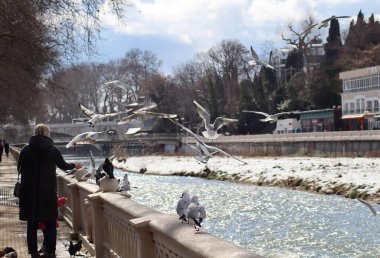 Suyun üzerinde martılar