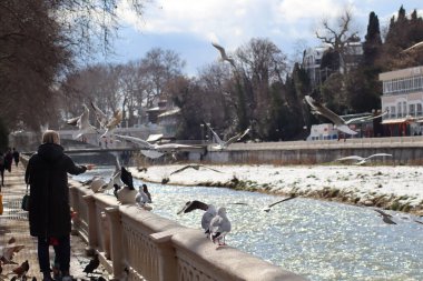 Suyun üzerinde martılar