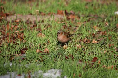 Çimlerin üzerinde Robin