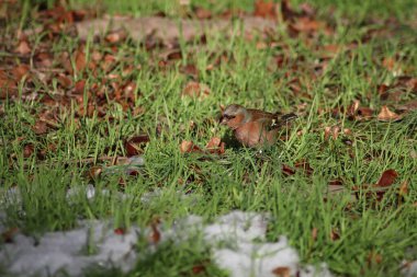 Çimlerin üzerinde Robin