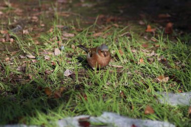 Çimlerin üzerinde Robin