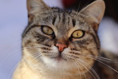  Kedi bahçede oturuyor.