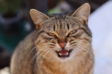  Kedi bahçede oturuyor.