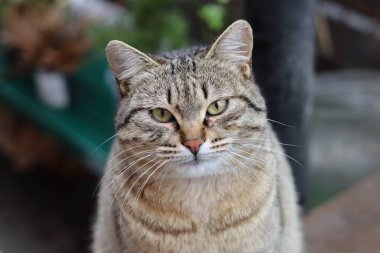 Bir kedinin portresini kapat.