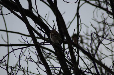 Bir kedinin portresini kapat.