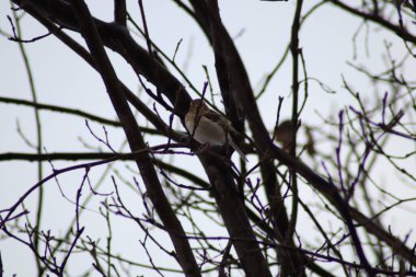 Bir kedinin portresini kapat.