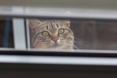 Bir kedinin portresini kapat.